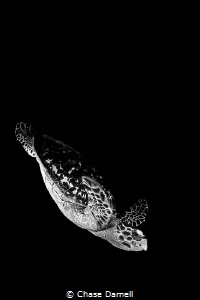 Hawksbill diving on the West Side of Grand Cayman. by Chase Darnell 